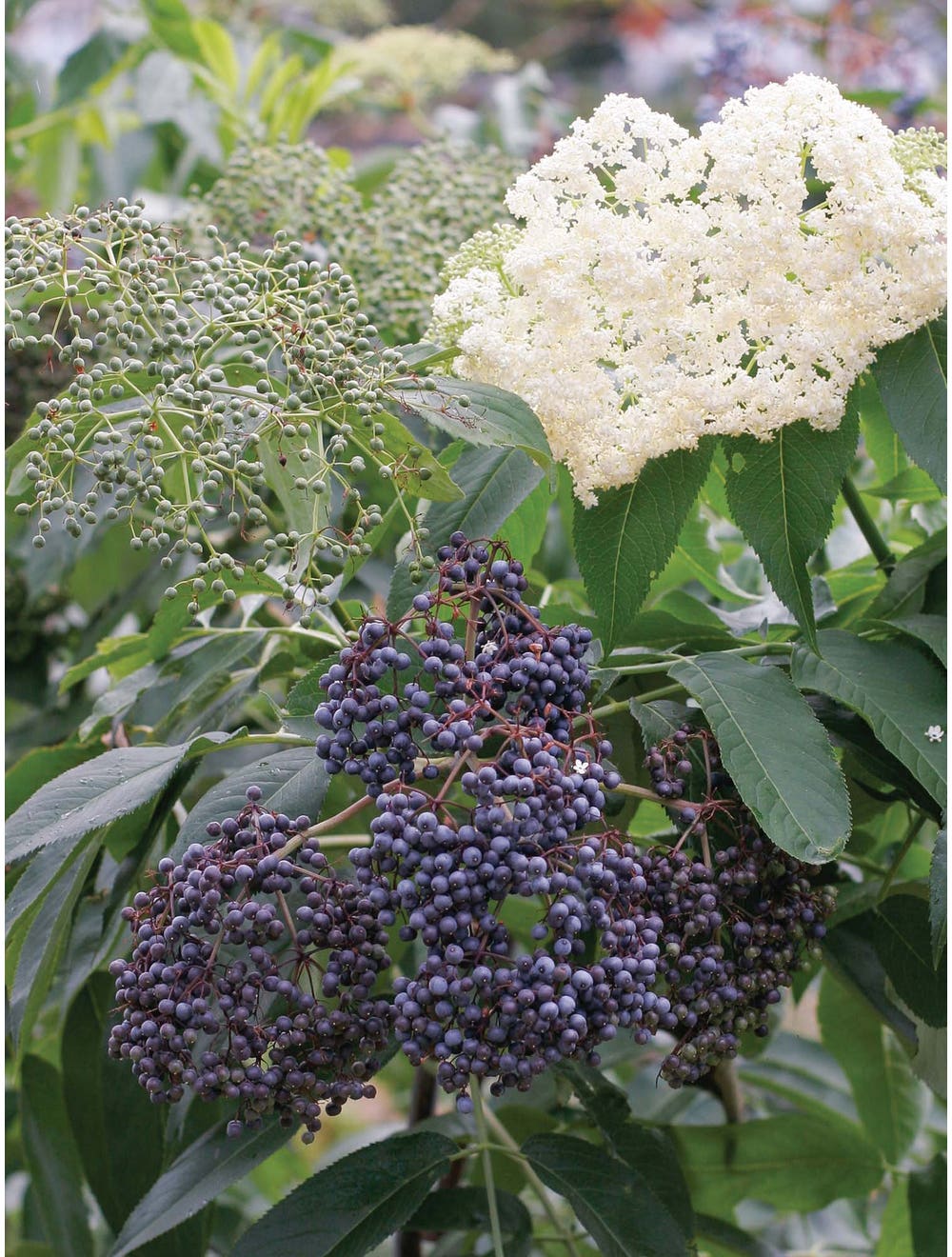 Elderberry, Collection